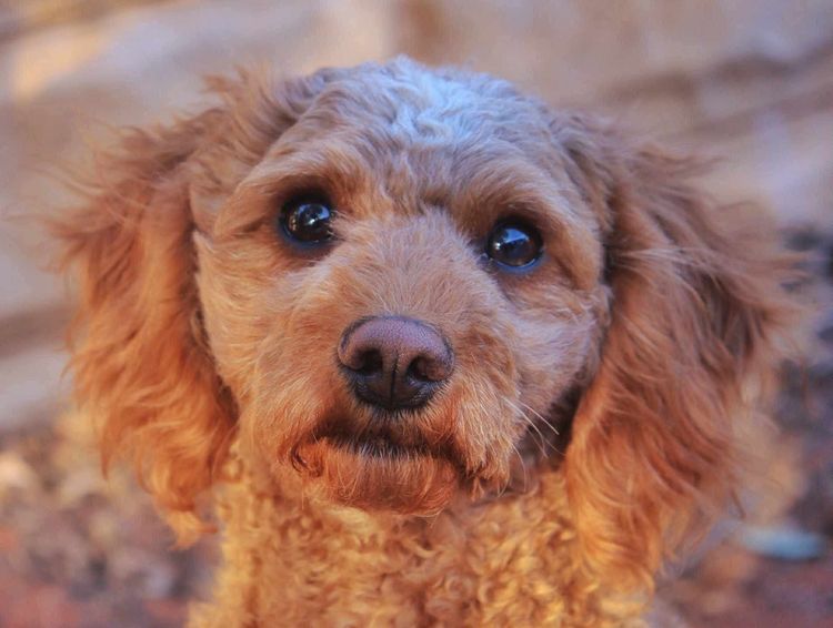 Country Cavoodles SA