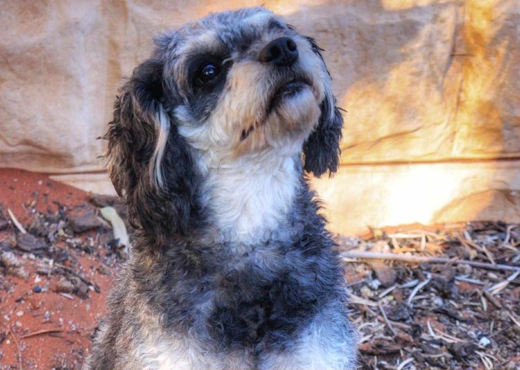 Country Cavoodles SA