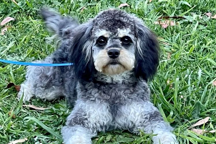 Country Cavoodles SA