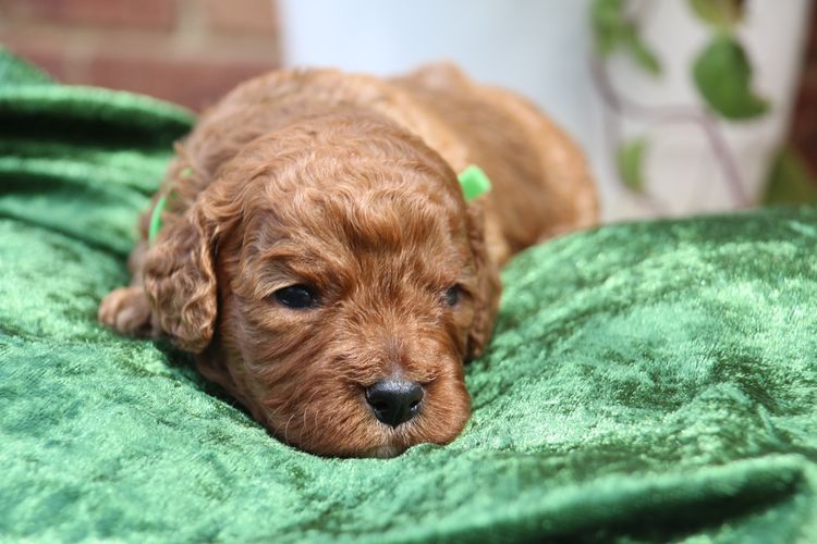 CavCreations - Cavoodles