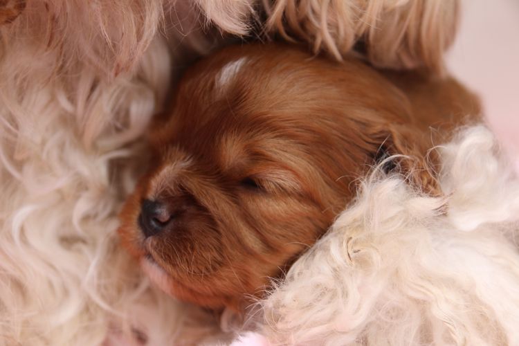 CavCreations - Cavoodles