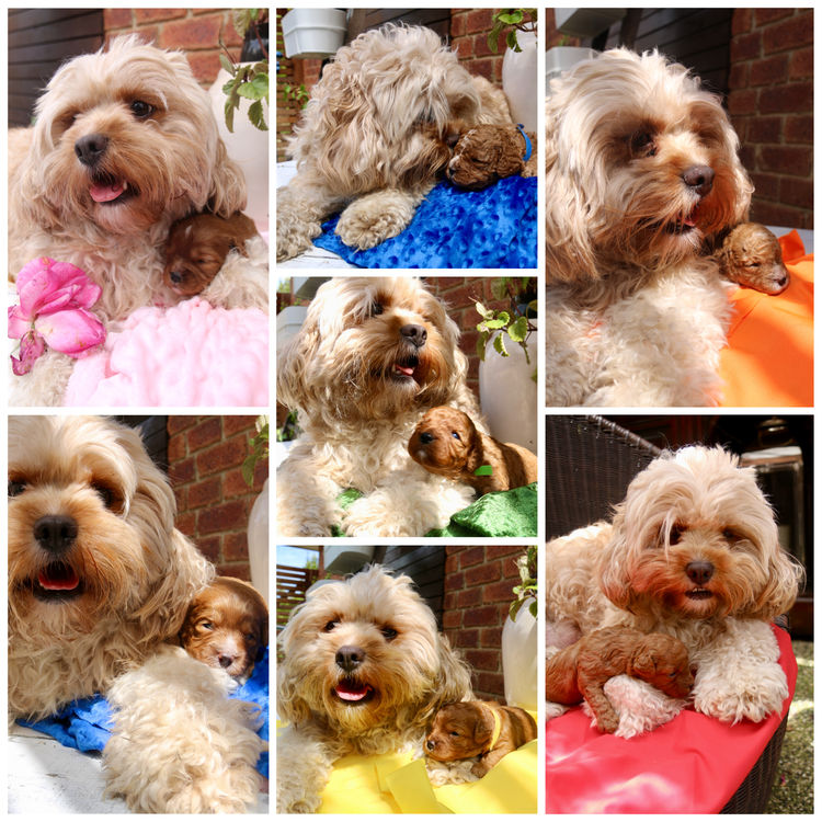 CavCreations - Cavoodles