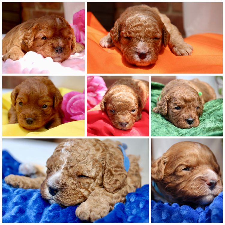 CavCreations - Cavoodles