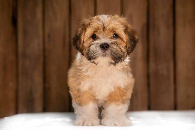 Pearluxis Lhasa Apso Kennels
