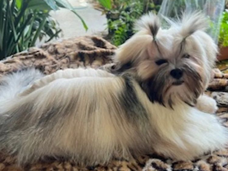 Pearluxis Lhasa Apso Kennels
