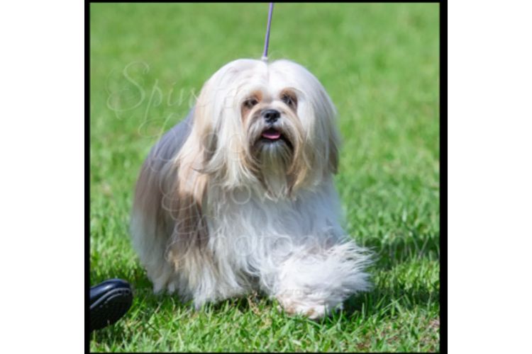 Pearluxis Lhasa Apso Kennels