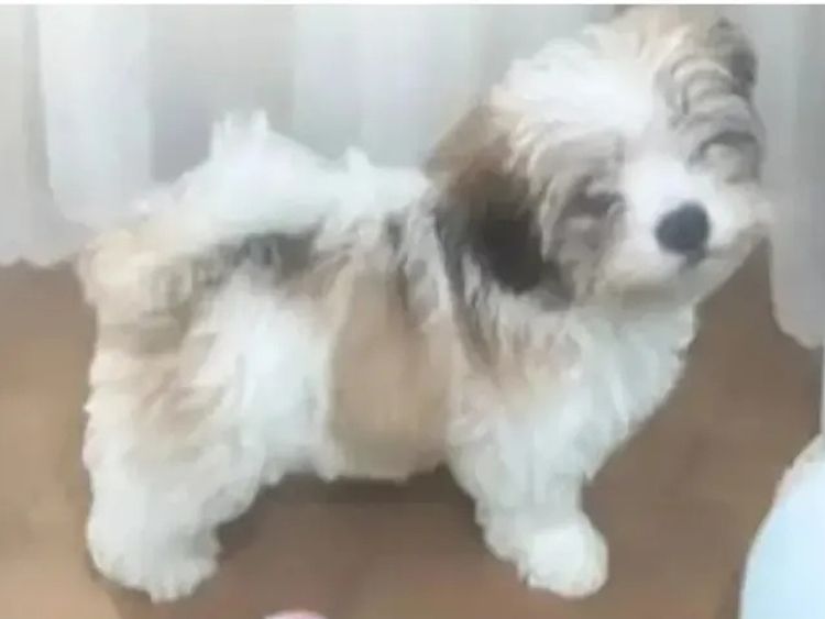 Pearluxis Lhasa Apso Kennels
