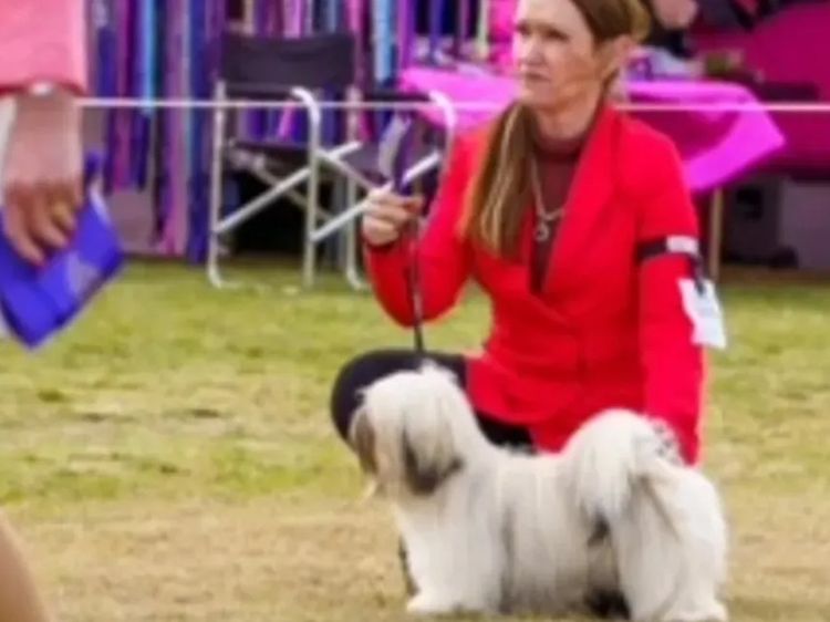 Pearluxis Lhasa Apso Kennels