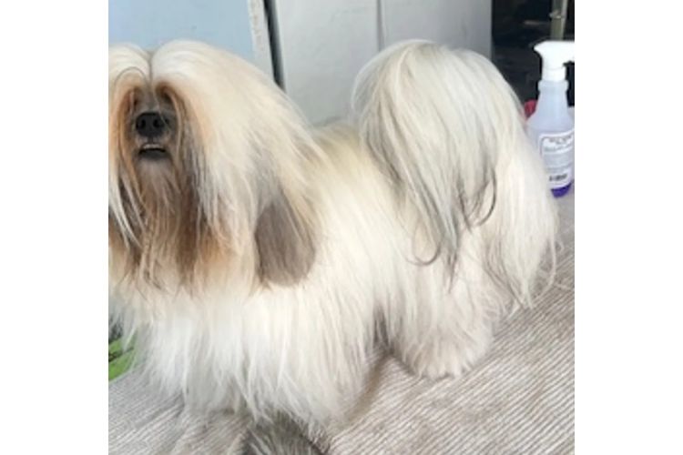 Pearluxis Lhasa Apso Kennels