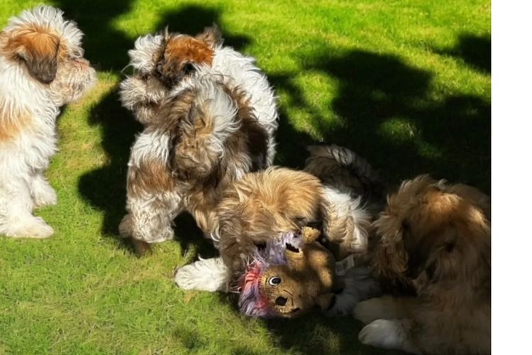 Pearluxis Lhasa Apso Kennels