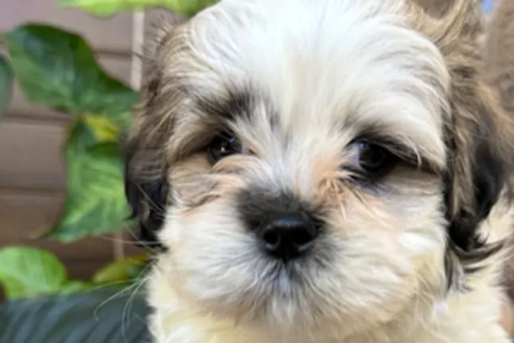 Pearluxis Lhasa Apso Kennels