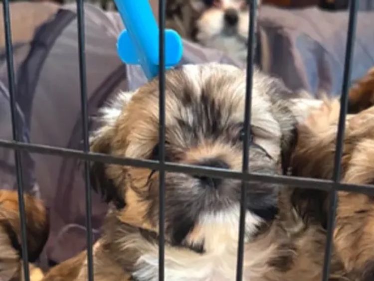 Pearluxis Lhasa Apso Kennels