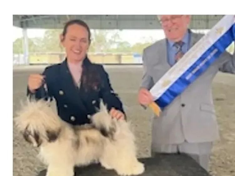 Pearluxis Lhasa Apso Kennels