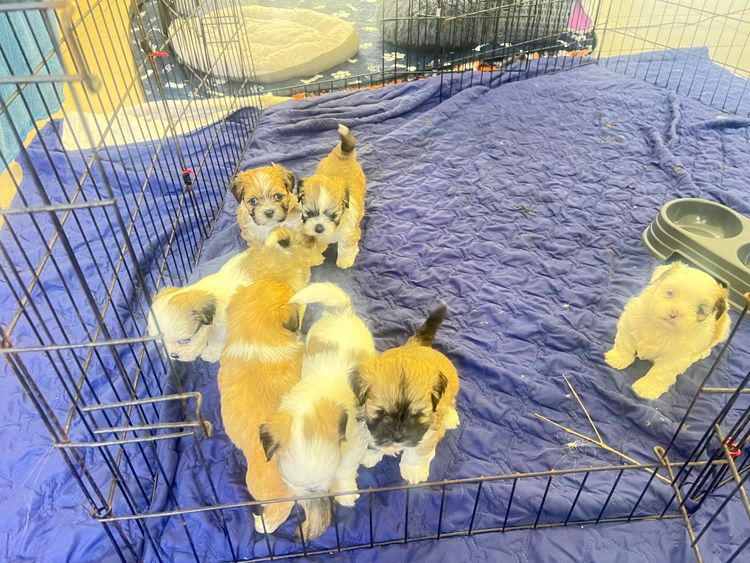 Pearluxis Lhasa Apso Kennels