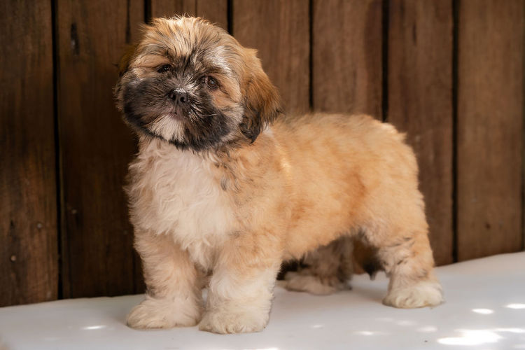 Pearluxis Lhasa Apso Kennels
