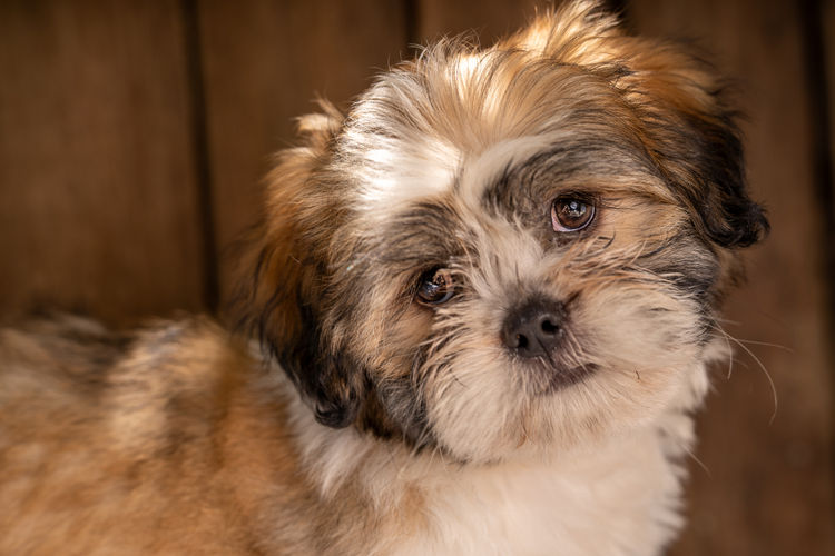 Pearluxis Lhasa Apso Kennels