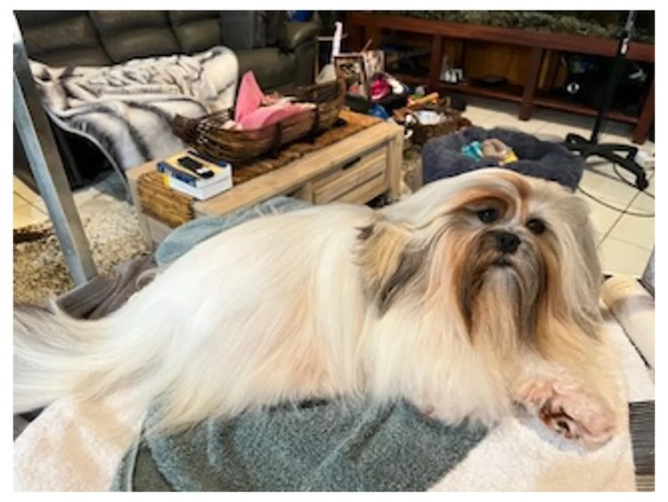 Pearluxis Lhasa Apso Kennels