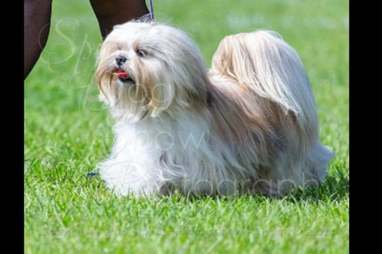 Pearluxis Lhasa Apso Kennels