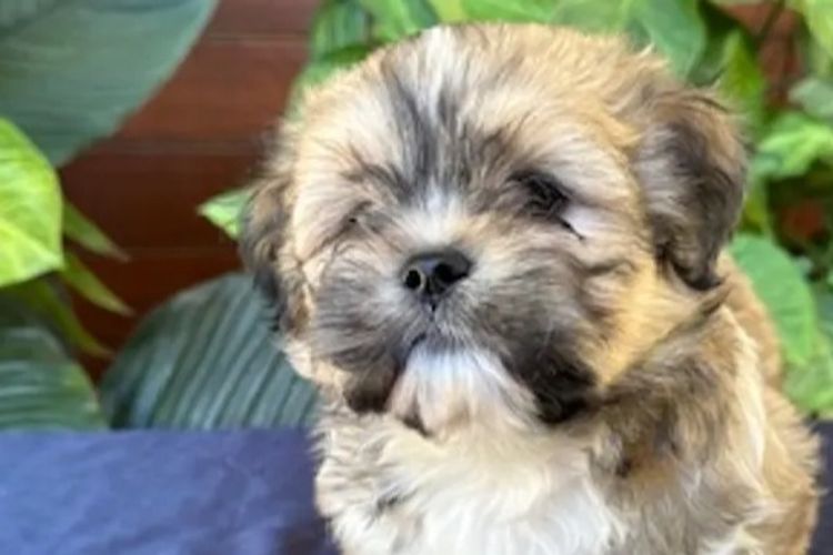 Pearluxis Lhasa Apso Kennels