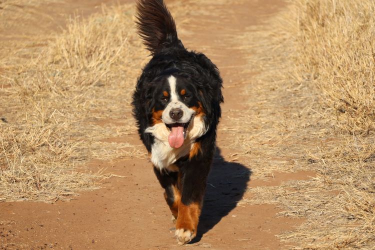 Wildoakover - Bernese Mountain Dogs