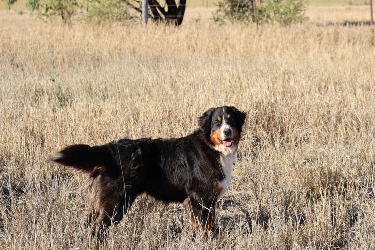 Wildoakover - Bernese Mountain Dogs