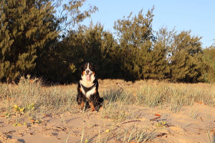 Wildoakover - Bernese Mountain Dogs