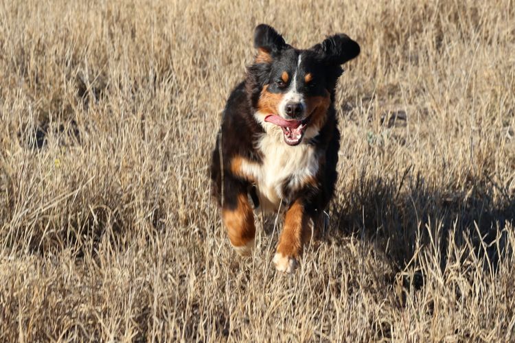 Wildoakover - Bernese Mountain Dogs