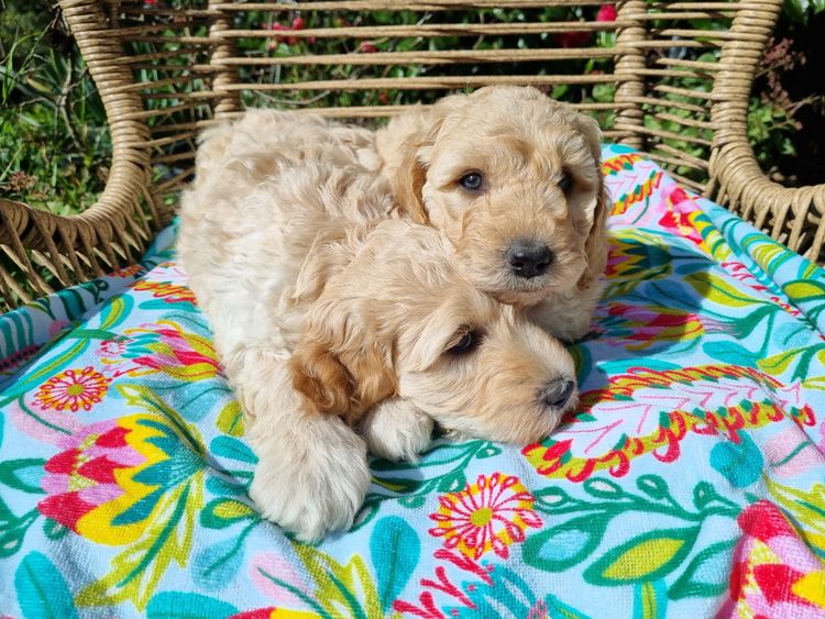 Valley Heights Labradoodles