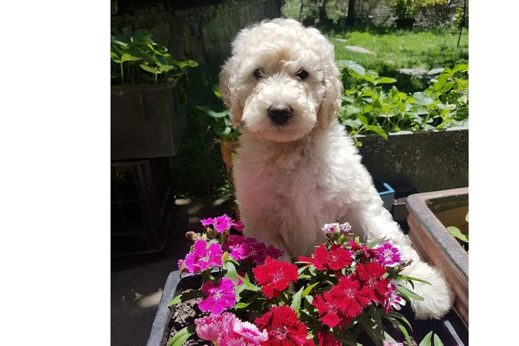 Valley Heights Labradoodles