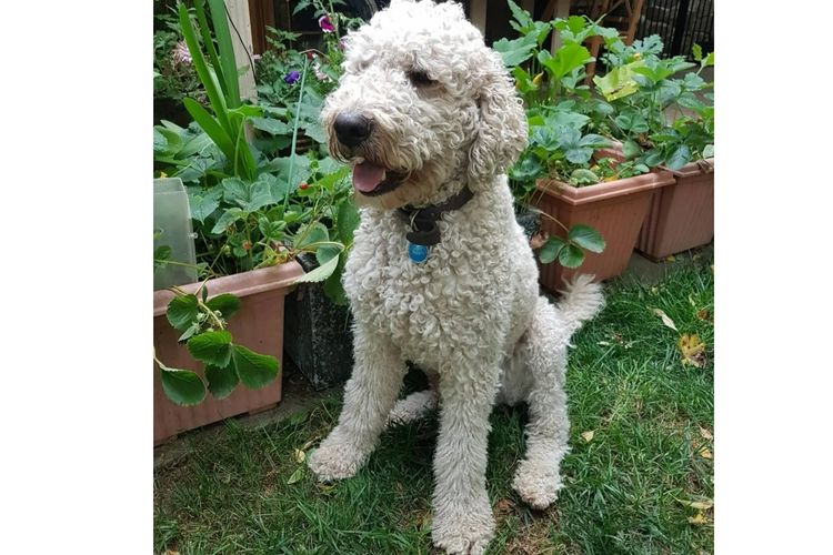 Valley Heights Labradoodles