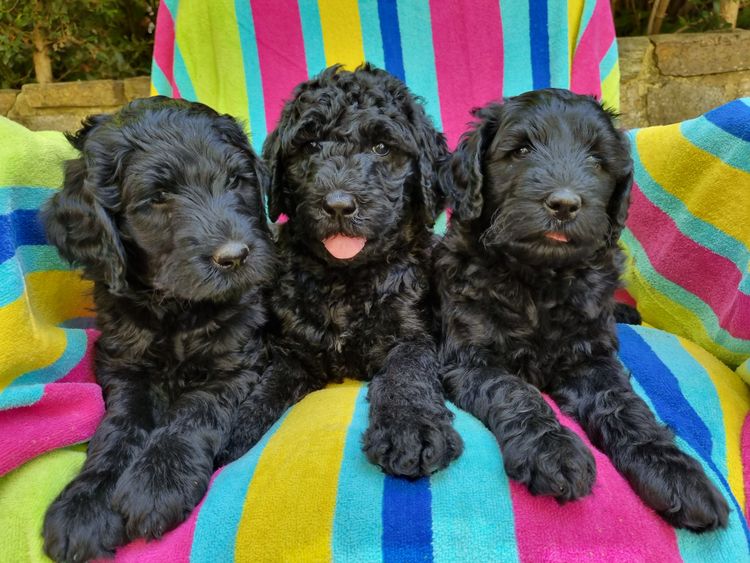 Valley Heights Labradoodles