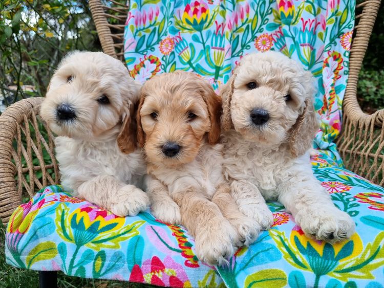 Valley Heights Labradoodles