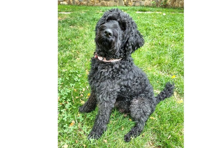 Valley Heights Labradoodles