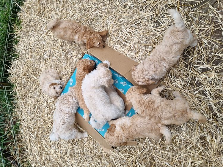 Valley Heights Labradoodles
