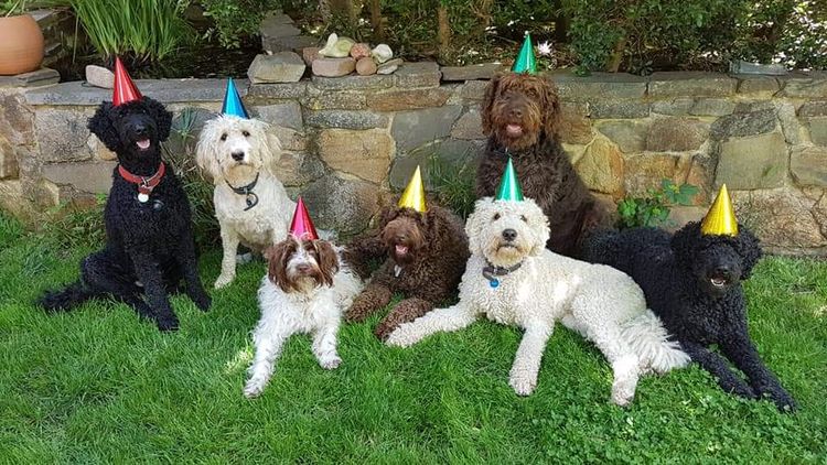 Valley Heights Labradoodles