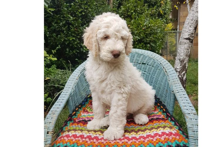 Valley Heights Labradoodles