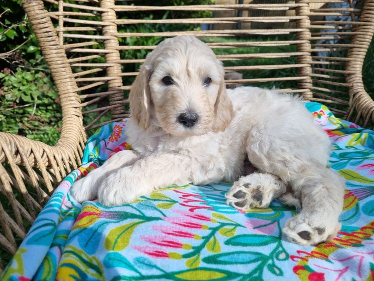 Valley Heights Labradoodles