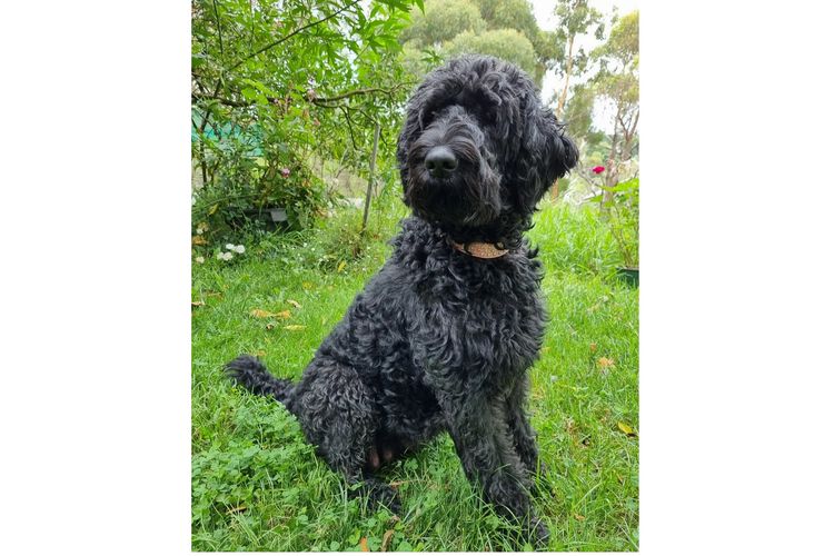 Valley Heights Labradoodles