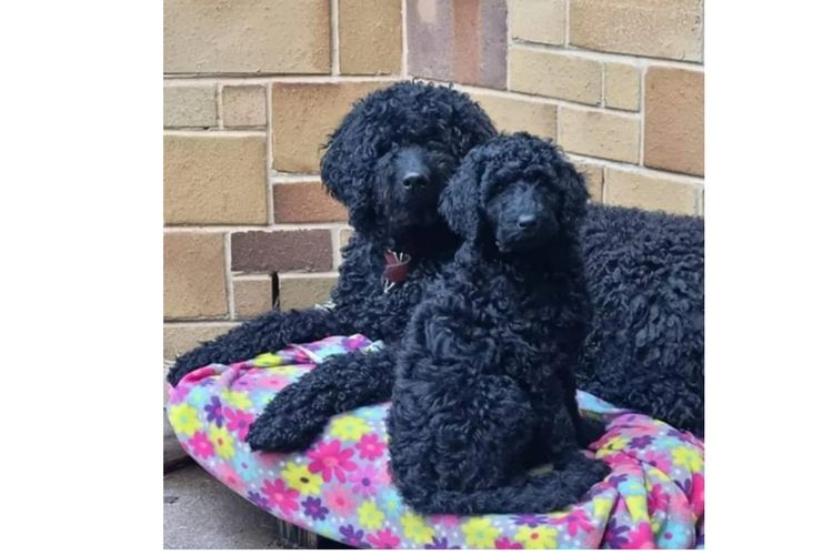 Valley Heights Labradoodles