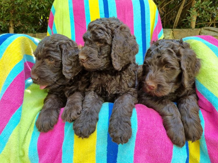 Valley Heights Labradoodles