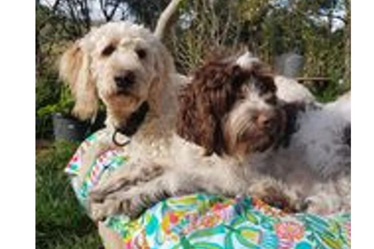 Valley Heights Labradoodles