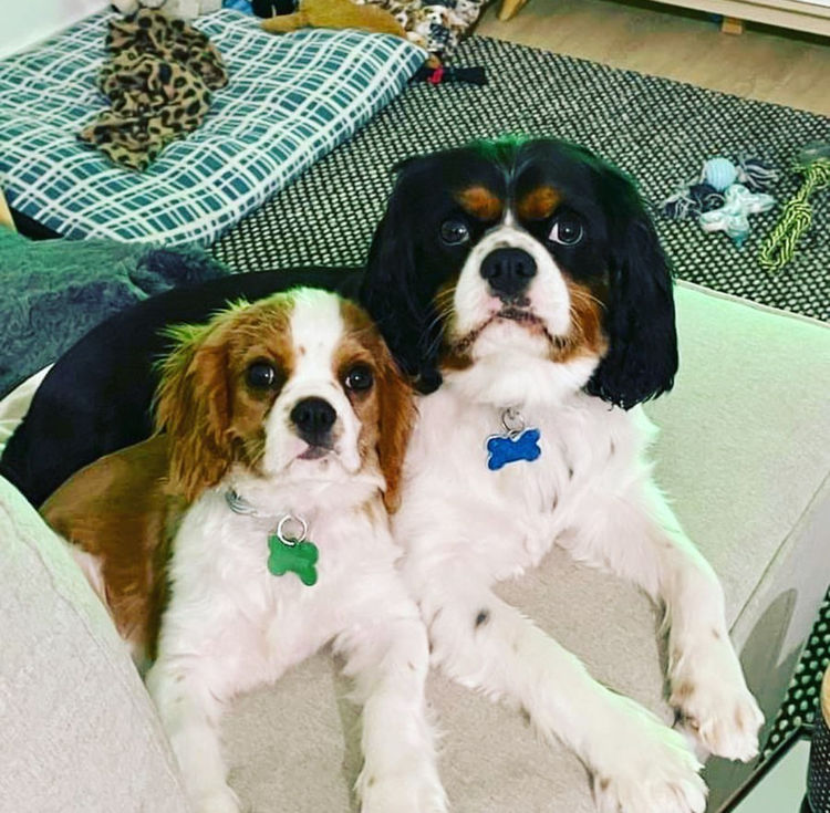 Woods Cavaliers
