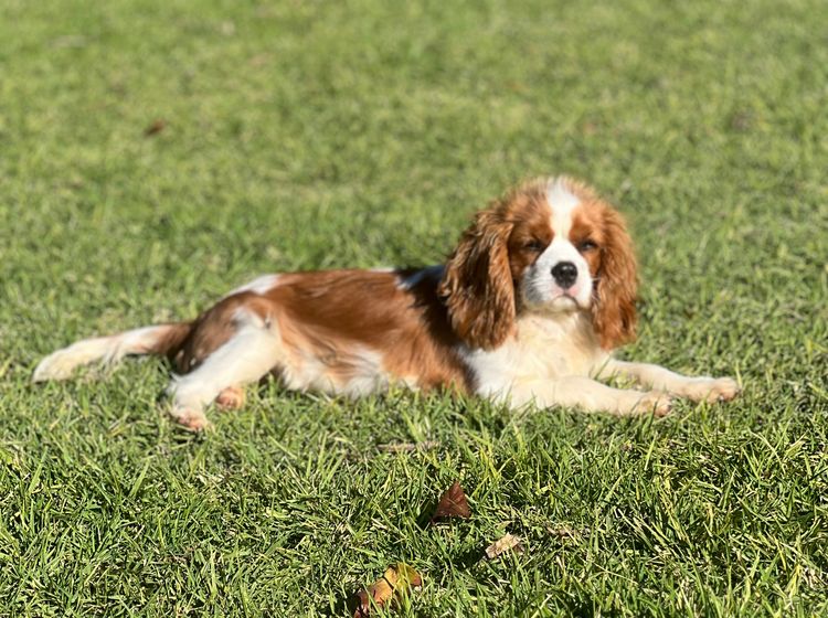 Woods Cavaliers
