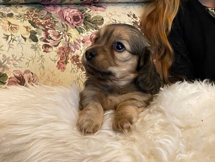 Hugapaw ANKC PEDIGREE Miniature Dachshunds