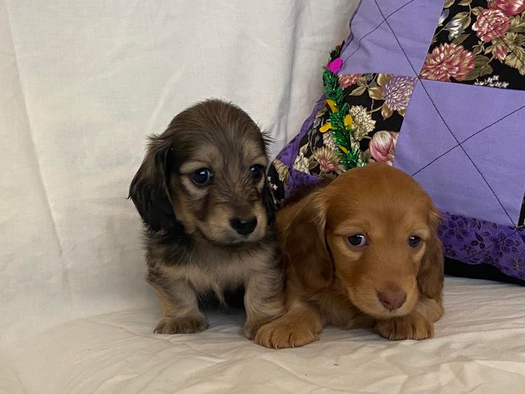 Hugapaw ANKC PEDIGREE Miniature Dachshunds