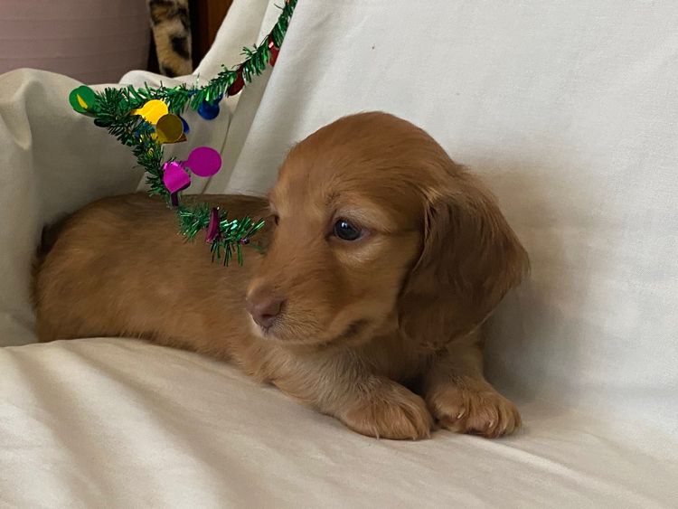 Hugapaw ANKC PEDIGREE Miniature Dachshunds