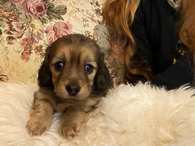 Hugapaw ANKC PEDIGREE Miniature Dachshunds