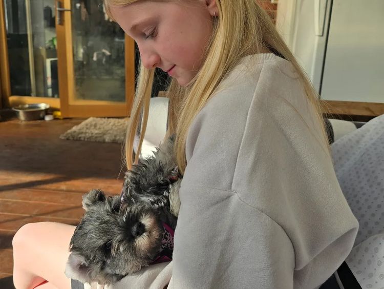 Schatzy Miniature Schnauzers