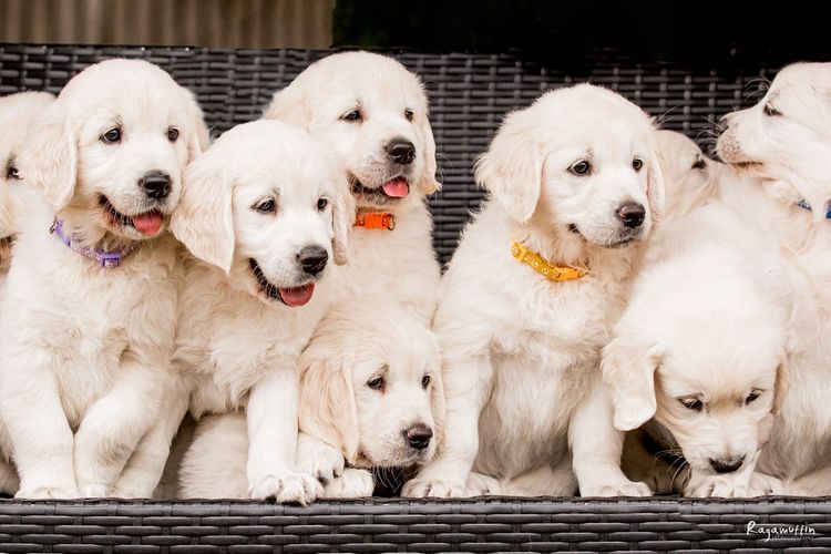 Goldenna Golden Retrievers