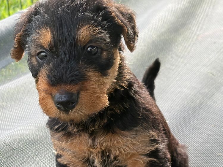 Cherridian Airedale Terriers